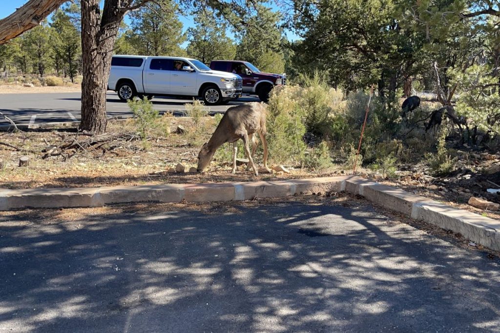 Grand canyon camp ground parking lots with deer grazing int he mornings.